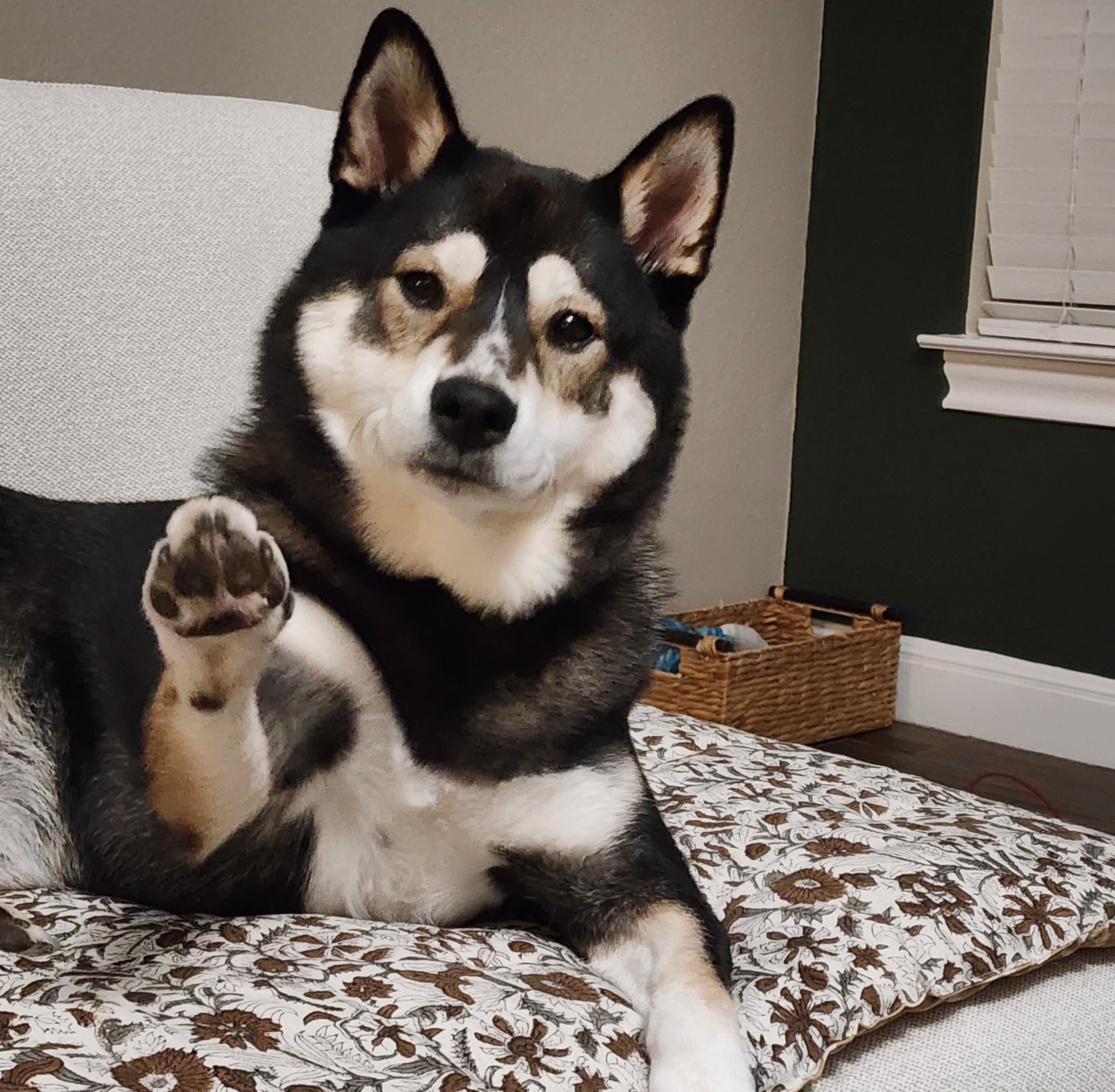 dog with paw in the air